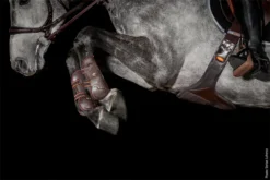 Schockemohle Air Flow Champion Tendon Boots Brown -Equestrian Supply Store 1201 00023 1 Schockemoehle Sports Gamaschen Air Flow Champion Tendon Boots brown 3NNLgPPvl0z5HM