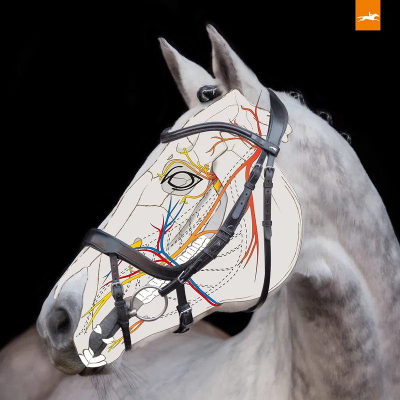 Schockemohle Equitus Alpha Flash Bridle Black-Silver 4 Schockemohle Equitus Alpha Flash Bridle Black-Silver - Image 2