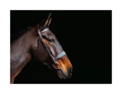 Cameo Hunt Bridle With Two Browbands - Brown -Equestrian Supply Store P COR COL HUN BRI C202 01 2