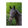 EcoRider Ecosoft Finesse Bridle - Black 1 EcoRider Ecosoft Finesse Bridle - Black -Equestrian Supply Store P ECO FIN BRI ECO603 01